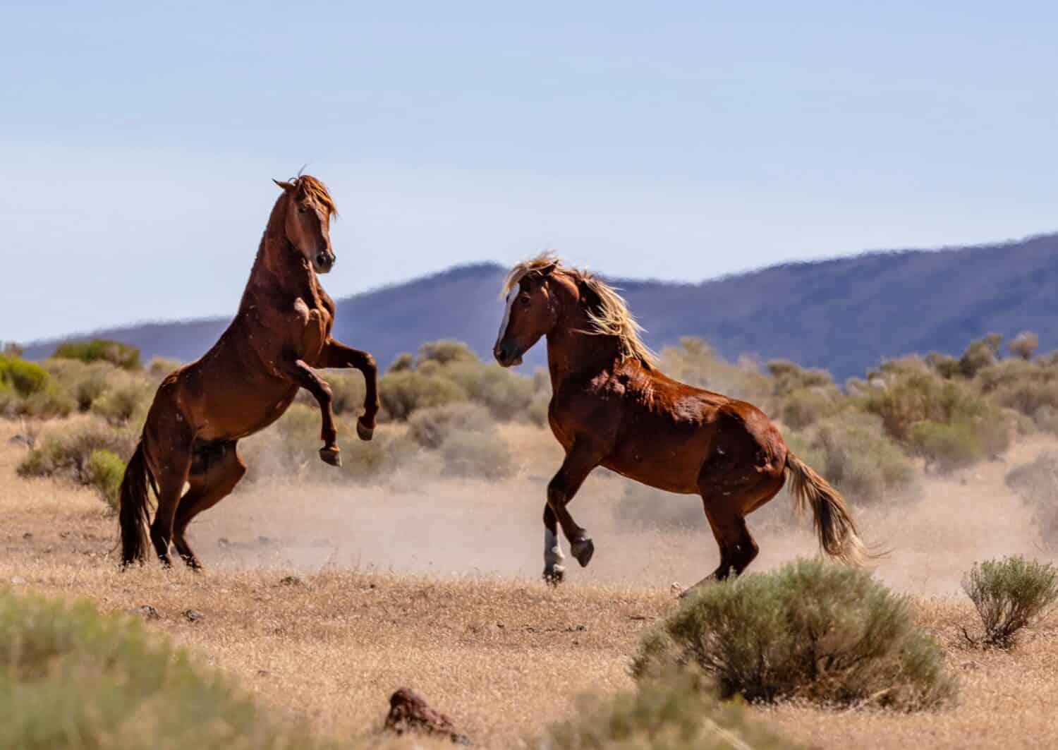 8 Places in America Where You Can Still See Wild Horses