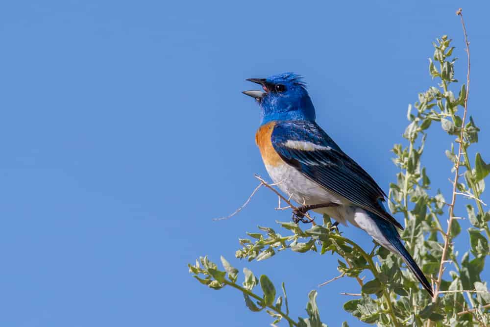 19 Birds With Orange Chests and Bellies: How to Properly Identify Each Kind