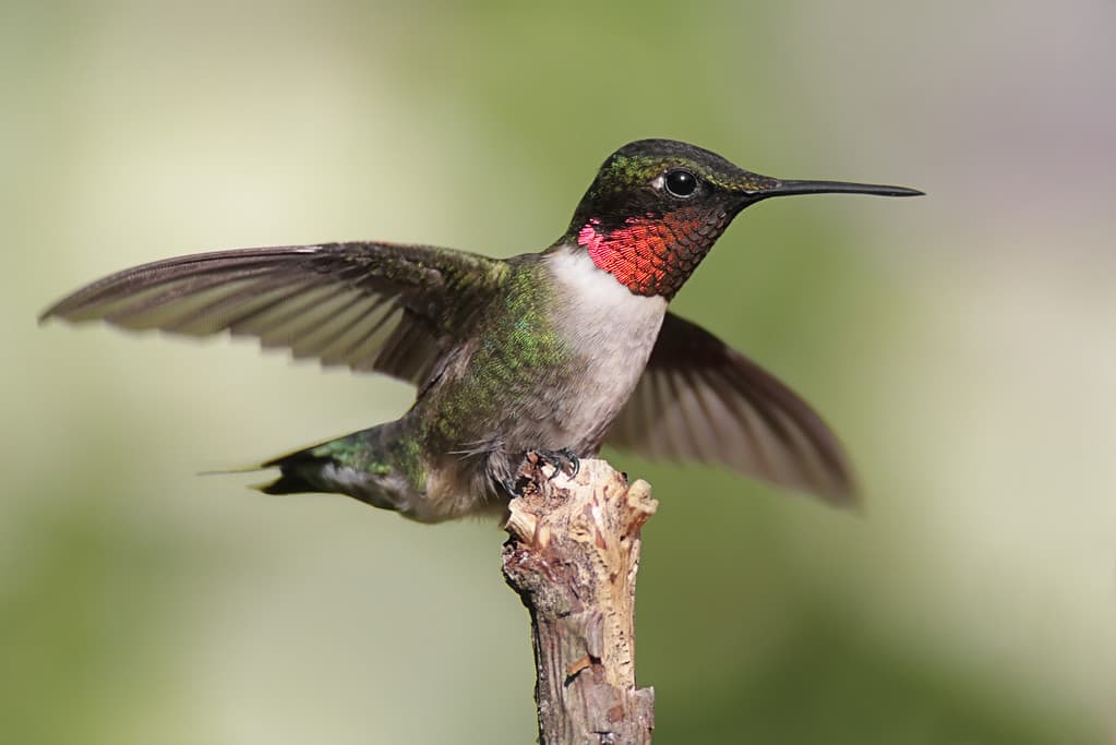 Do Hummingbirds Ever Attack Humans?