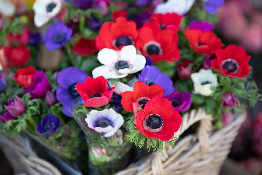 Anemone Flowers: Meaning, Symbolism, and Proper Occasions