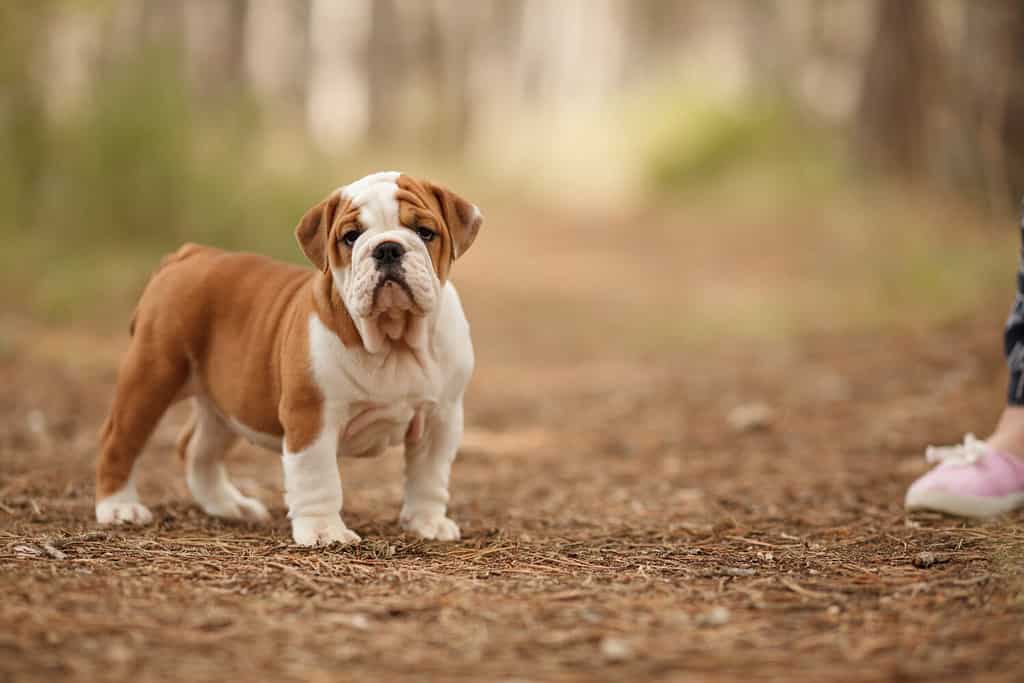 The 200 Best Italian Dog Names and Their Meanings