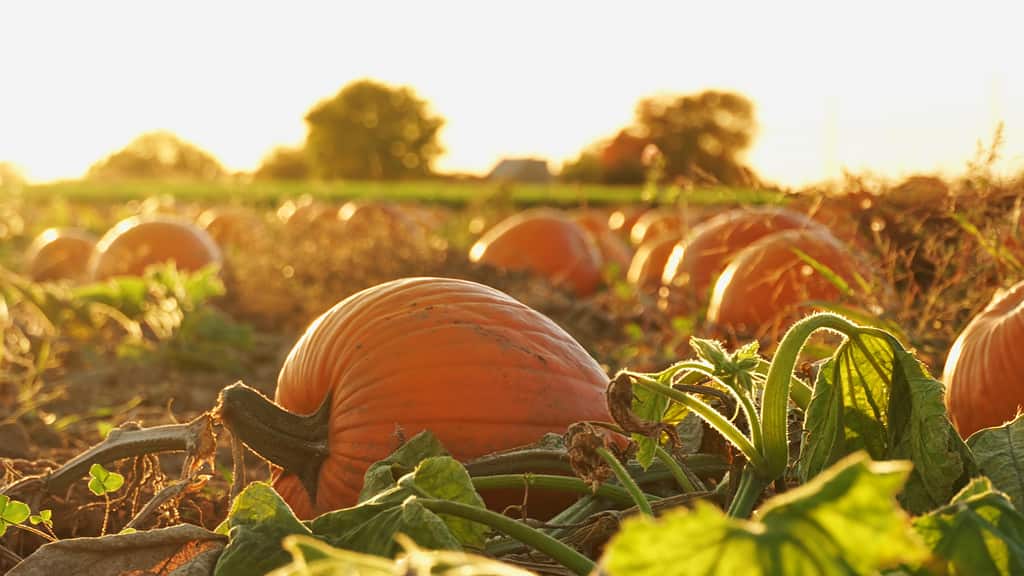 Explore the 10 Best Pumpkin Patches in Delaware To Experience Autumn