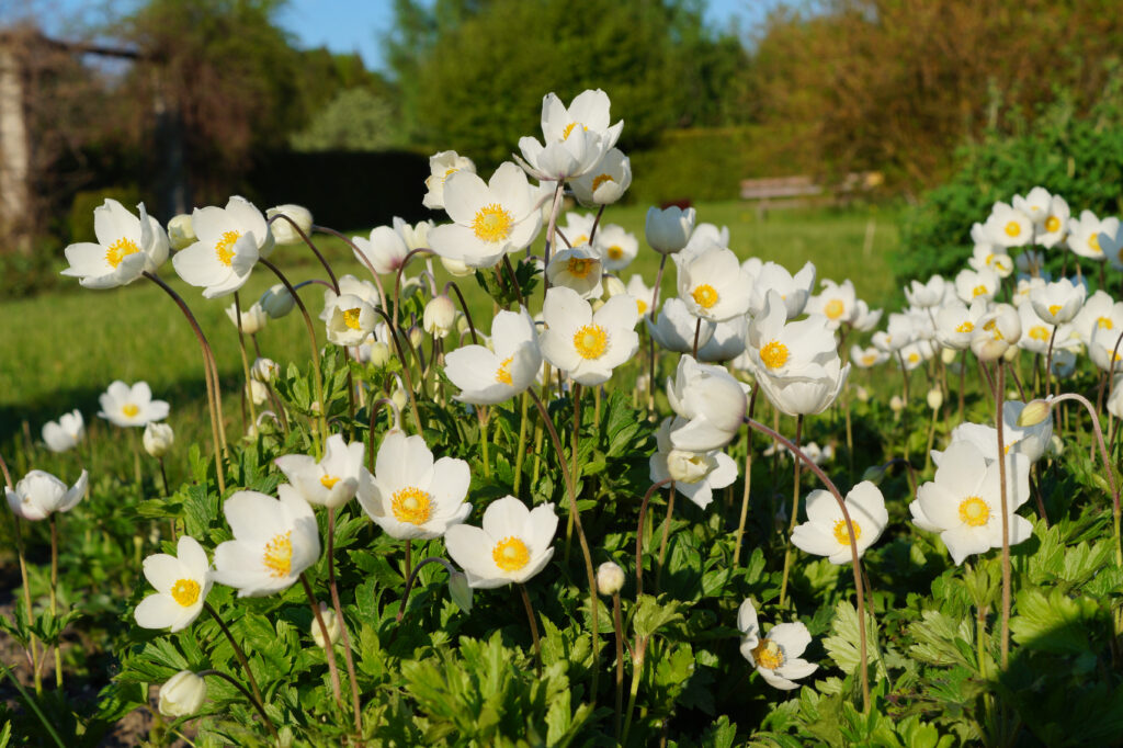 Anemone Flowers: Meaning, Symbolism, and Proper Occasions