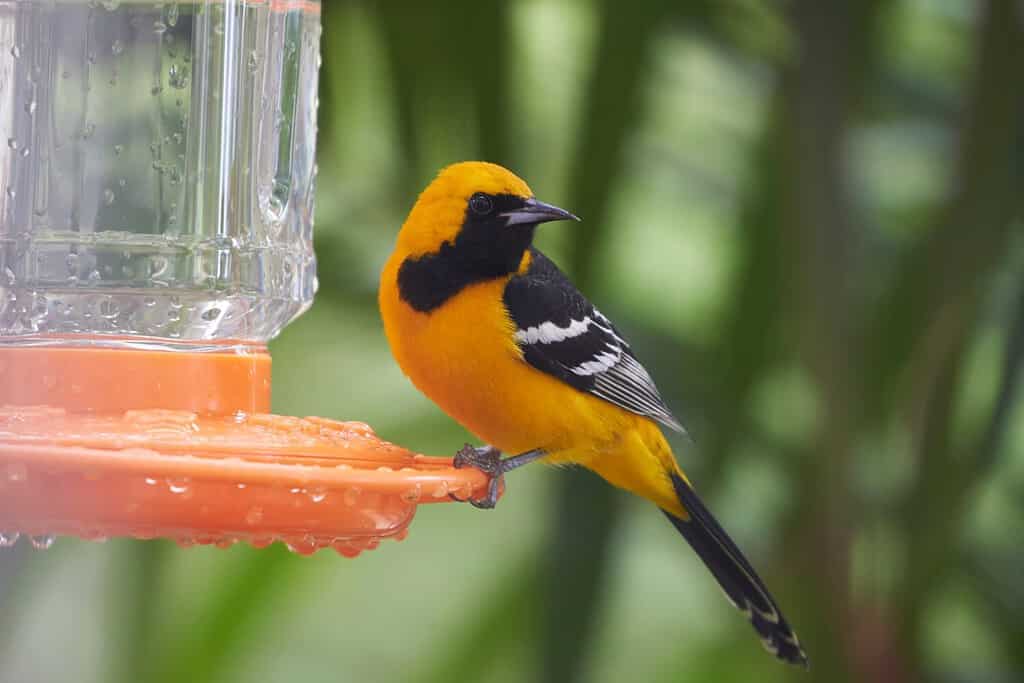 19 Birds With Orange Chests and Bellies: How to Properly Identify Each Kind