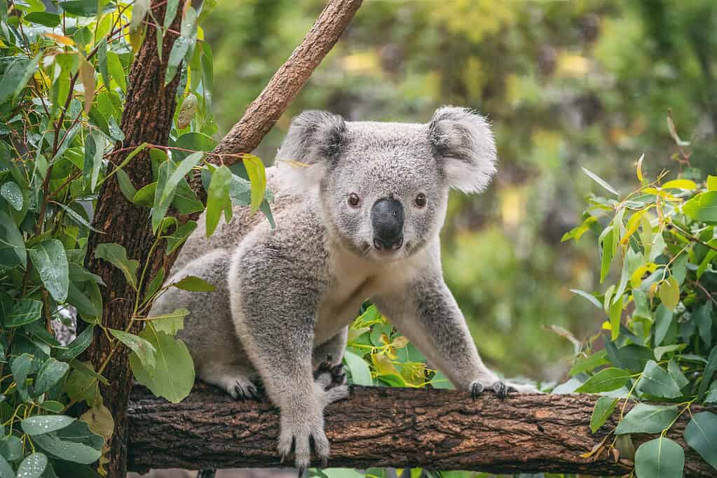 Male vs Female Koalas: 5 Key Differences