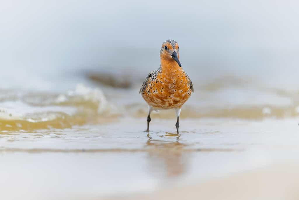 19 Birds With Orange Chests and Bellies: How to Properly Identify Each Kind