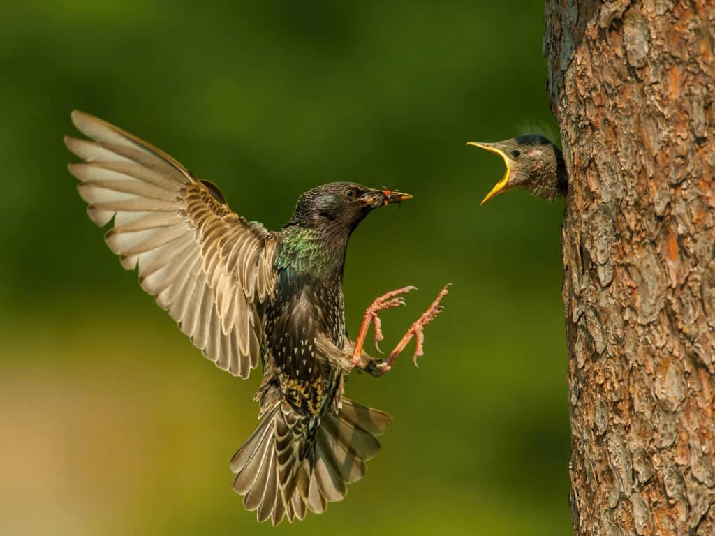 Where Do Starlings Nest?