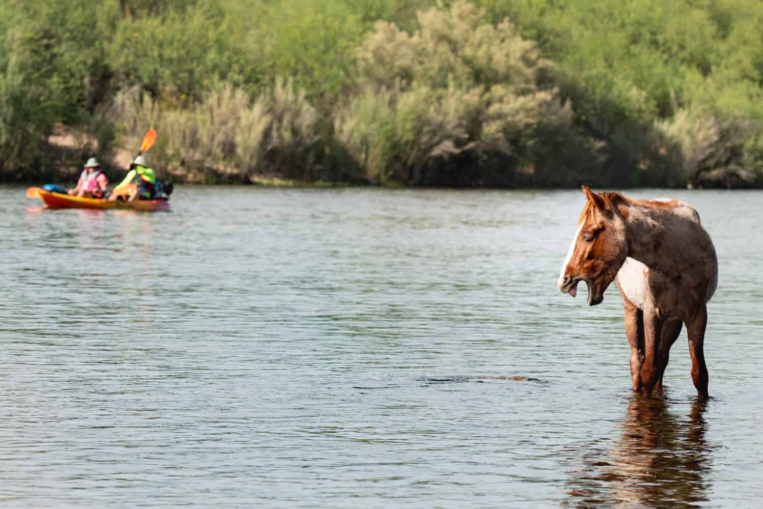 8 Places in America Where You Can Still See Wild Horses