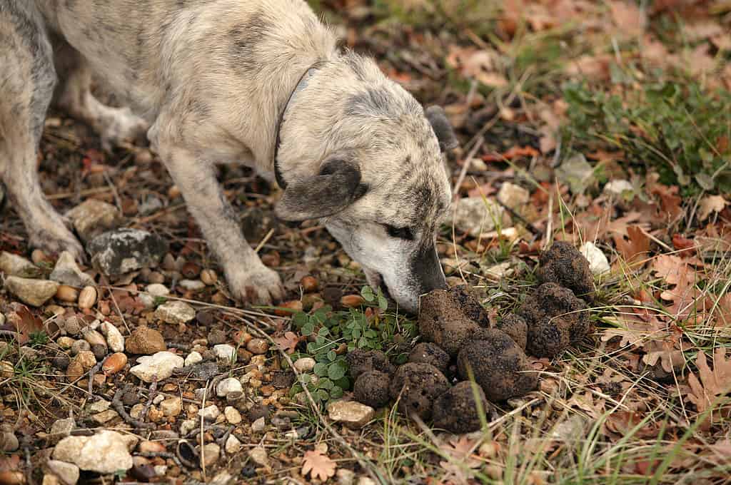 The 200 Best Italian Dog Names and Their Meanings