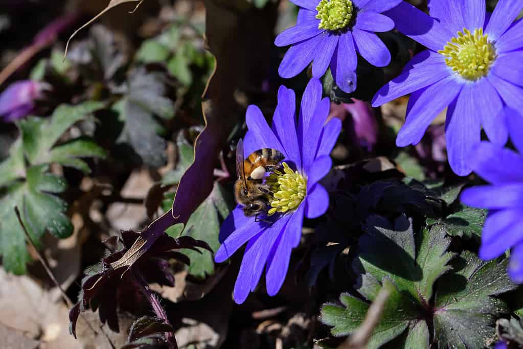 Anemone Flowers: Meaning, Symbolism, and Proper Occasions