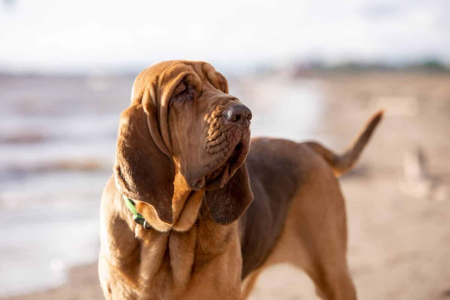 Bloodhound Prices in 2023: Purchase Cost, Vet Bills, and More!