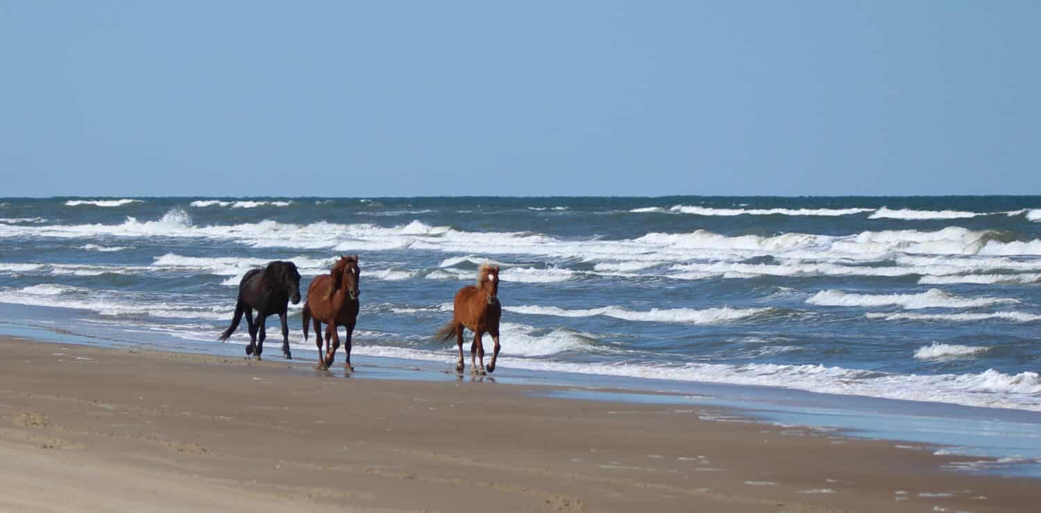 8 Places in America Where You Can Still See Wild Horses