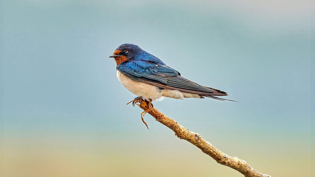 19 Birds With Orange Chests and Bellies: How to Properly Identify Each Kind