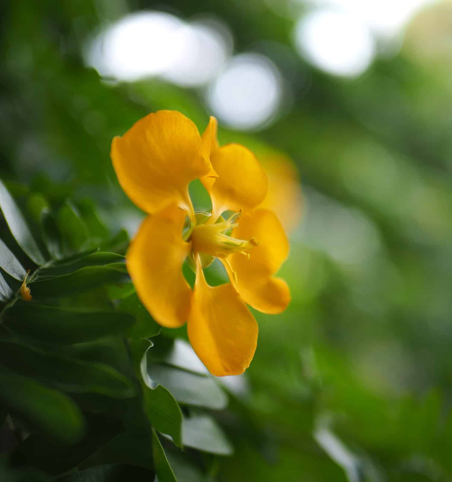 The 8 Best Orange Flowering Trees in Florida