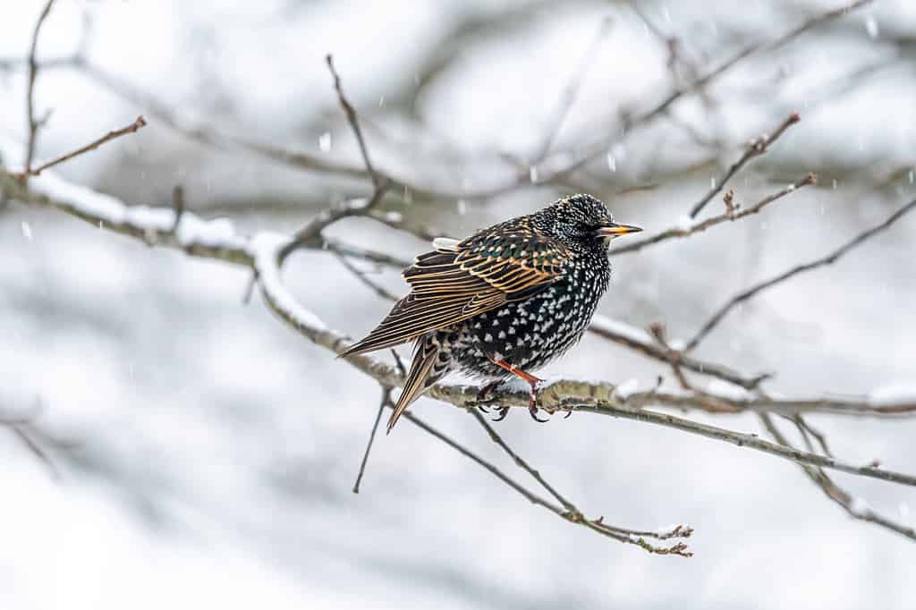 Where Do Starlings Nest?