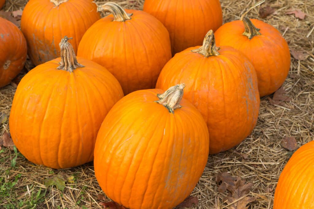 The Heaviest Jack O' Lantern Ever Carved Weighed as Much as a Car