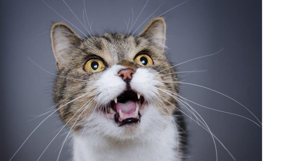 Do Cats Cry? Explore Different Meow Sounds and What They Mean