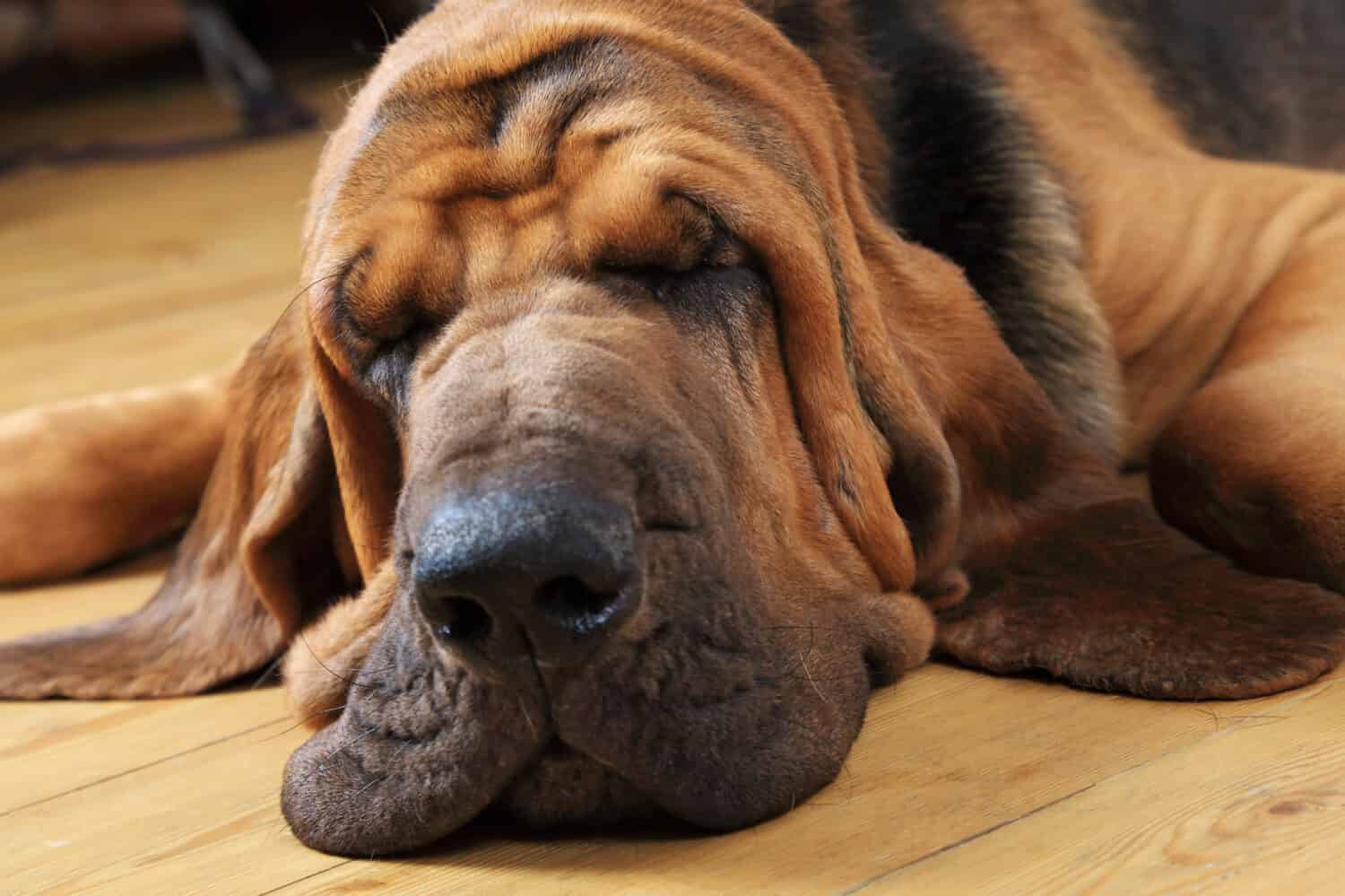 Bloodhound Prices in 2023: Purchase Cost, Vet Bills, and More!