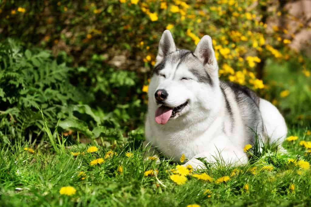 The 200 Best Italian Dog Names and Their Meanings