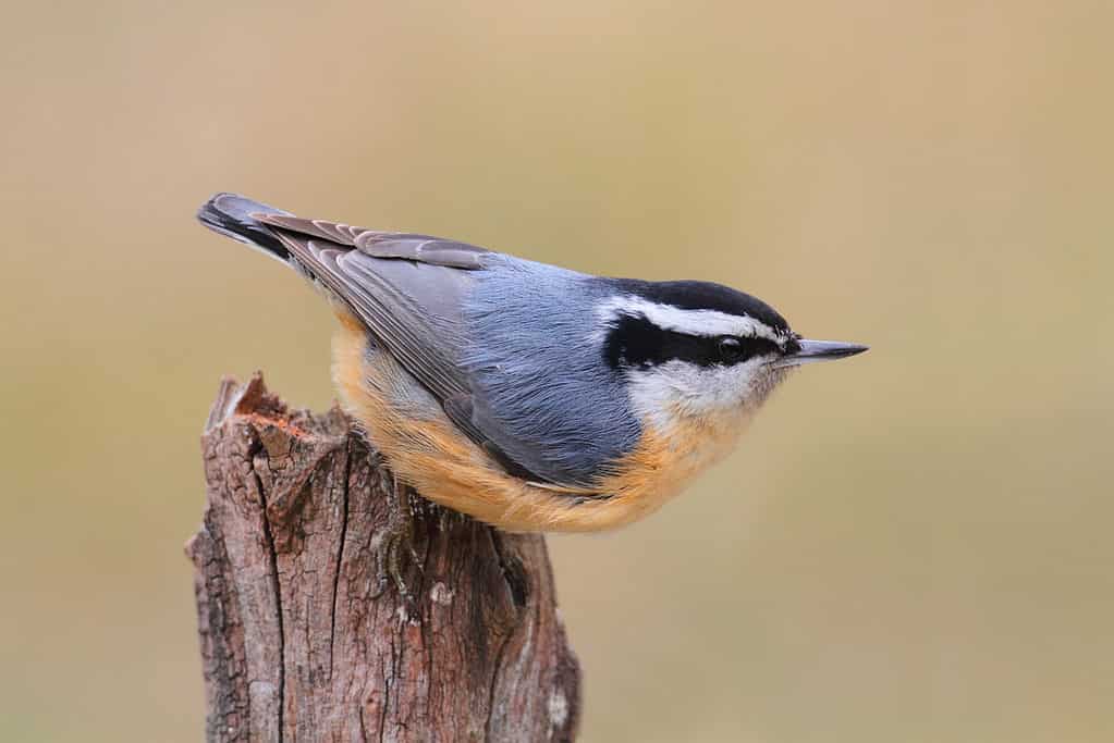 19 Birds With Orange Chests and Bellies: How to Properly Identify Each Kind