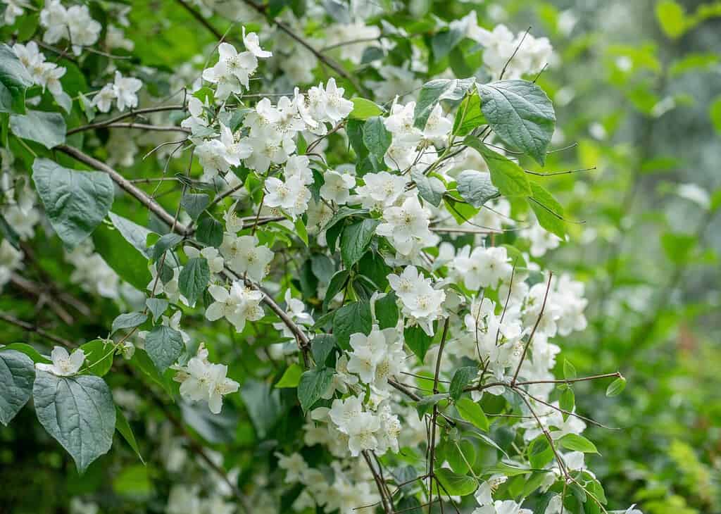 8 Reasons to Avoid Planting a Dogwood Tree in Your Yard