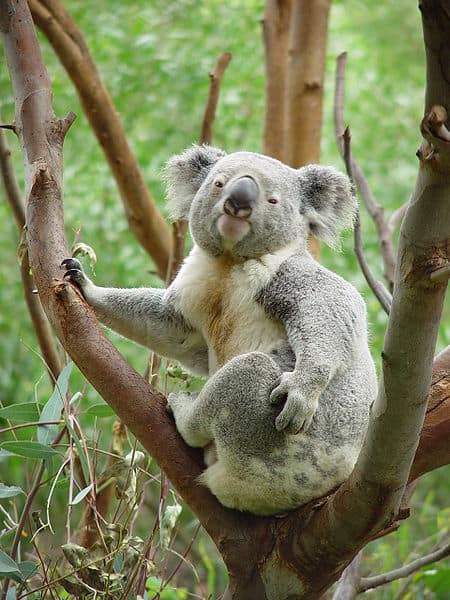 Male vs Female Koalas: 5 Key Differences