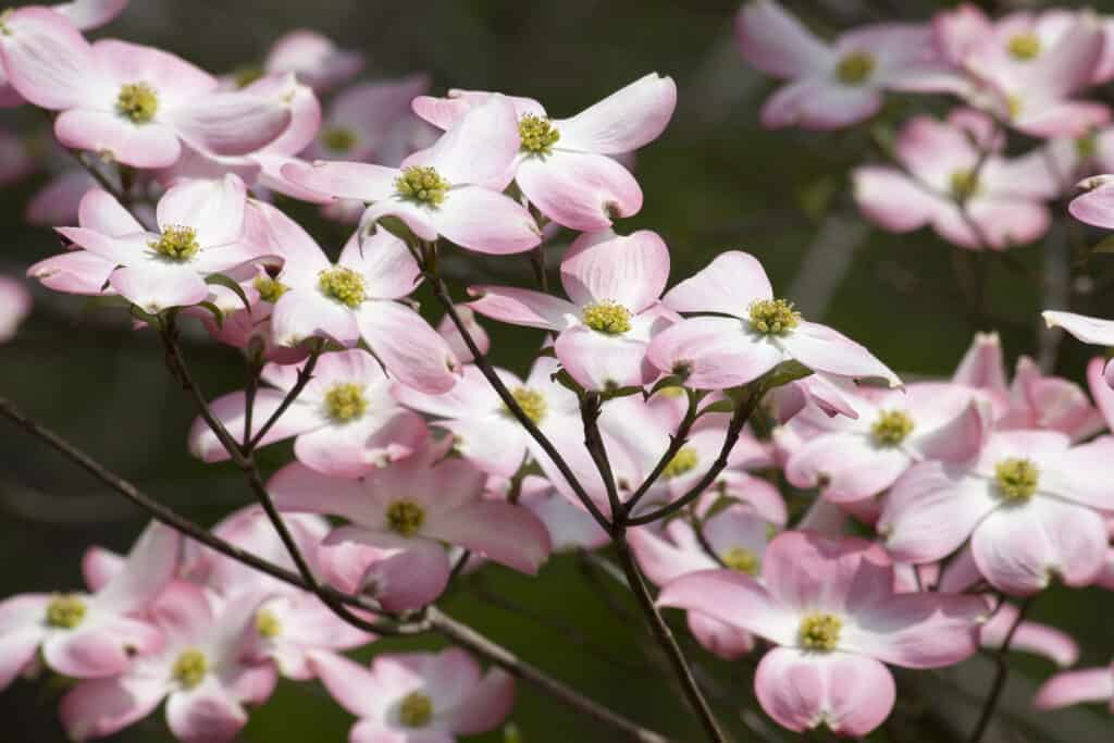 8 Reasons to Avoid Planting a Dogwood Tree in Your Yard