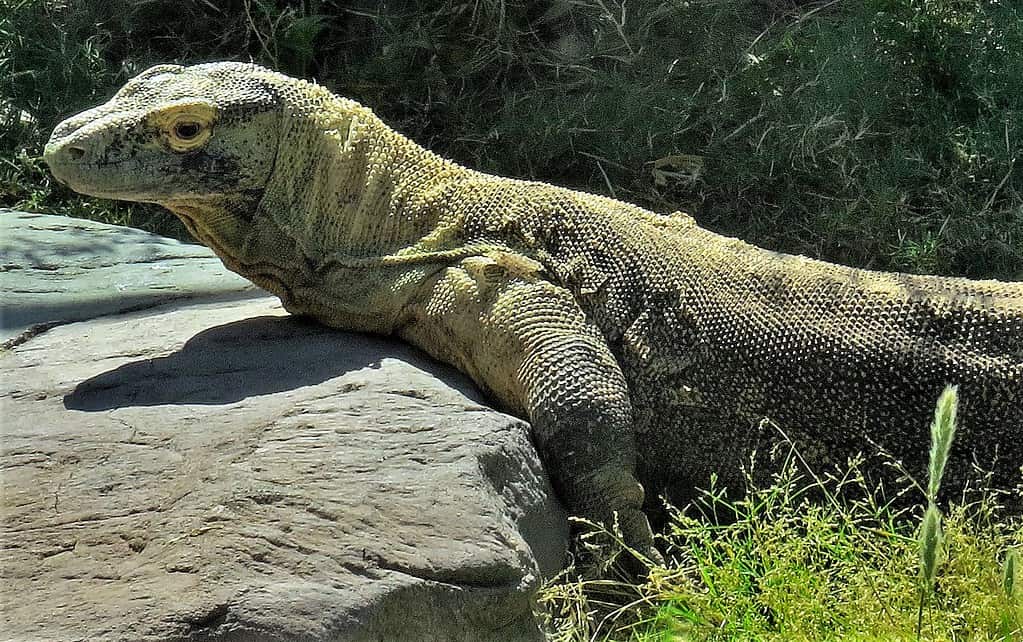 Watch an Unlucky Monkey Make One Misstep and Get Mauled by Komodo Dragons