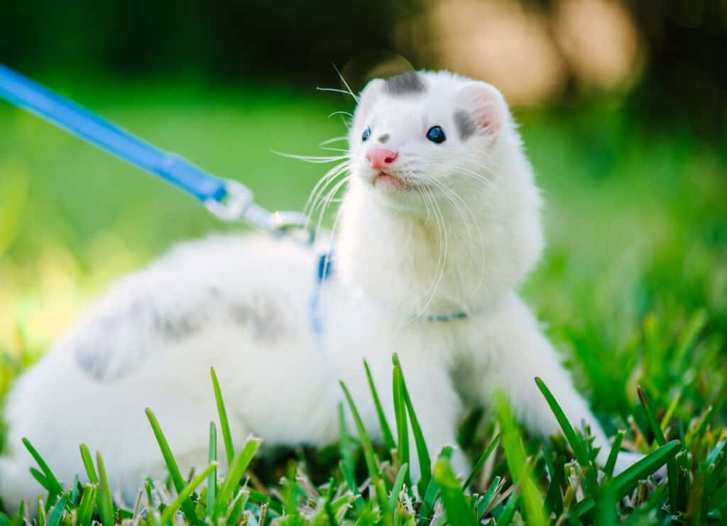 4 Cheapest Ferrets To Have as Pets