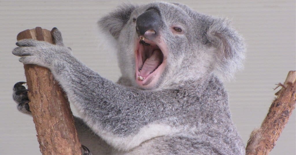 Male vs Female Koalas: 5 Key Differences