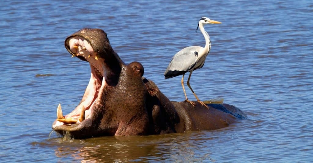 Discover 5 Amazing Zoos With the Best Hippo Exhibits