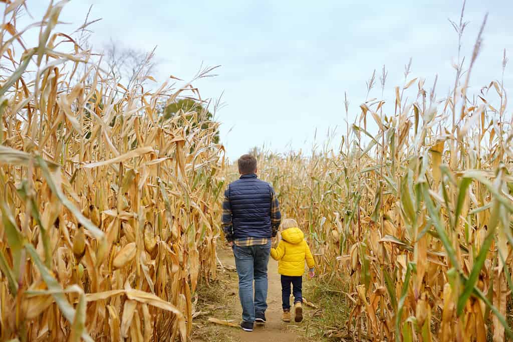 12 Perfect Pumpkin Patches Of Nevada