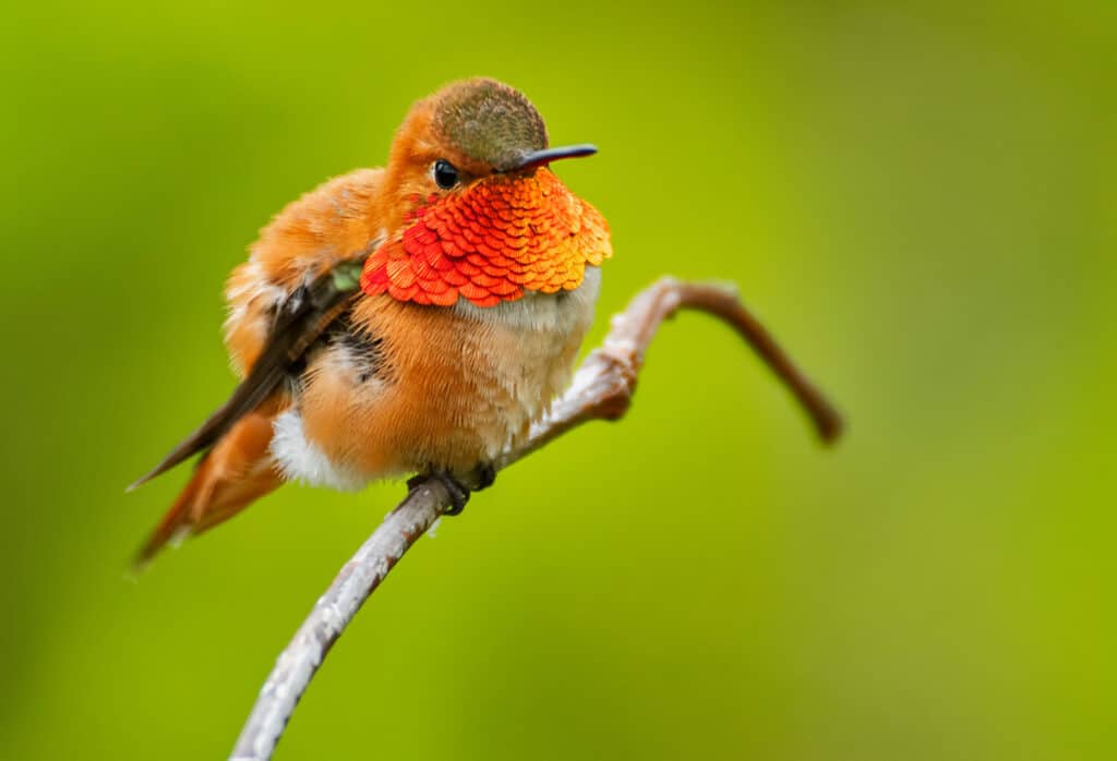 19 Birds With Orange Chests and Bellies: How to Properly Identify Each Kind