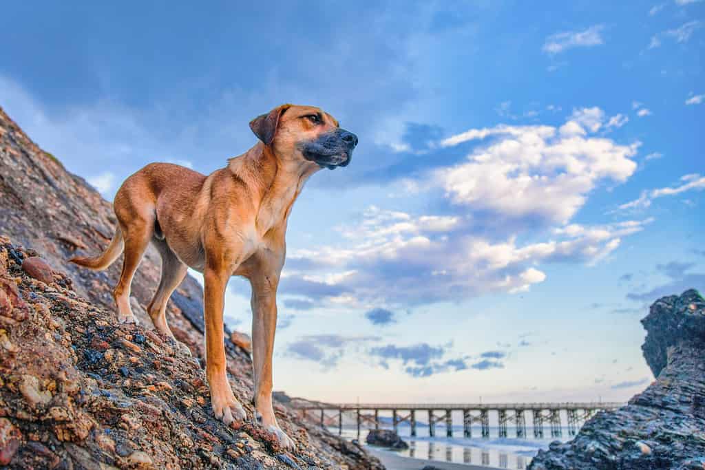 The 200 Best Italian Dog Names and Their Meanings