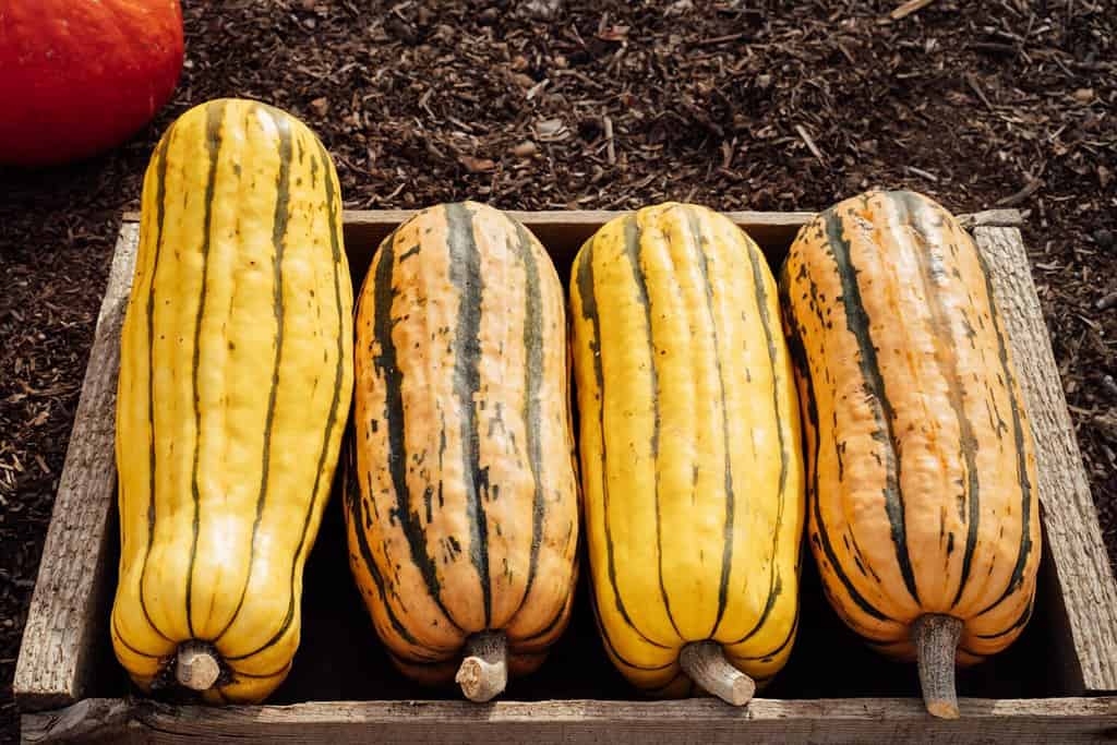 Explore the 10 Best Pumpkin Patches in Delaware To Experience Autumn