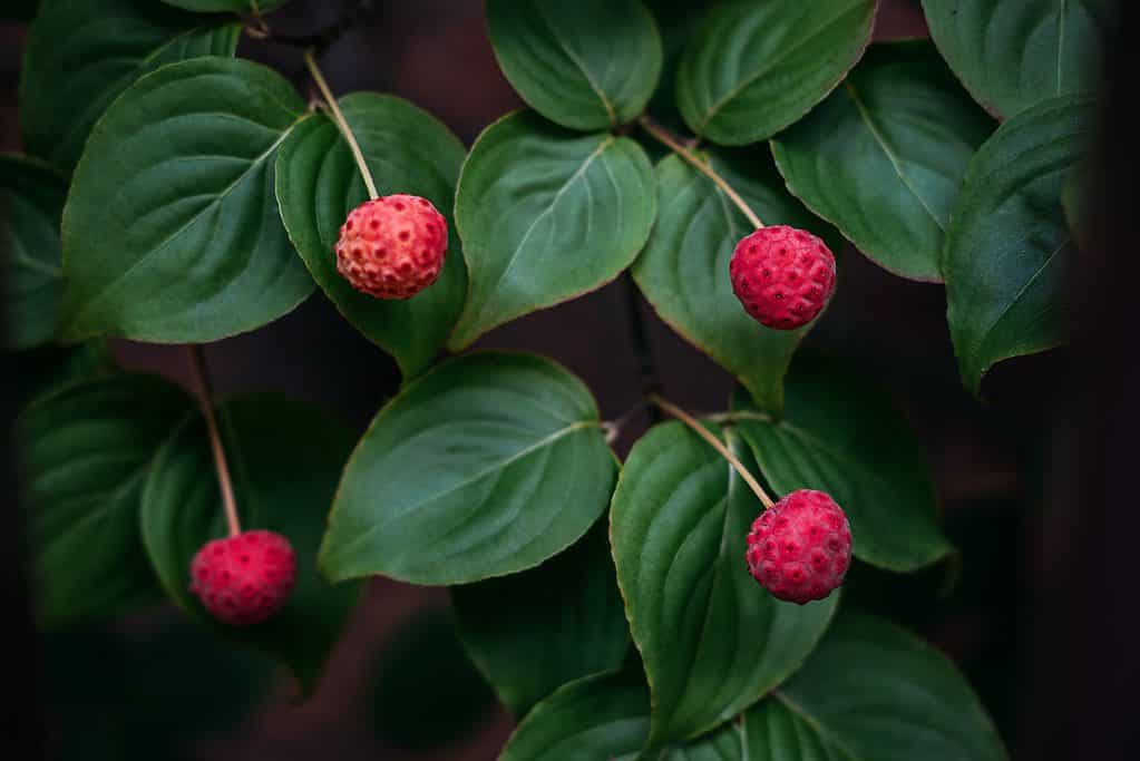 8 Reasons to Avoid Planting a Dogwood Tree in Your Yard