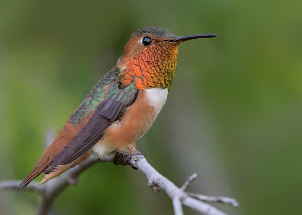 19 Birds With Orange Chests and Bellies: How to Properly Identify Each Kind