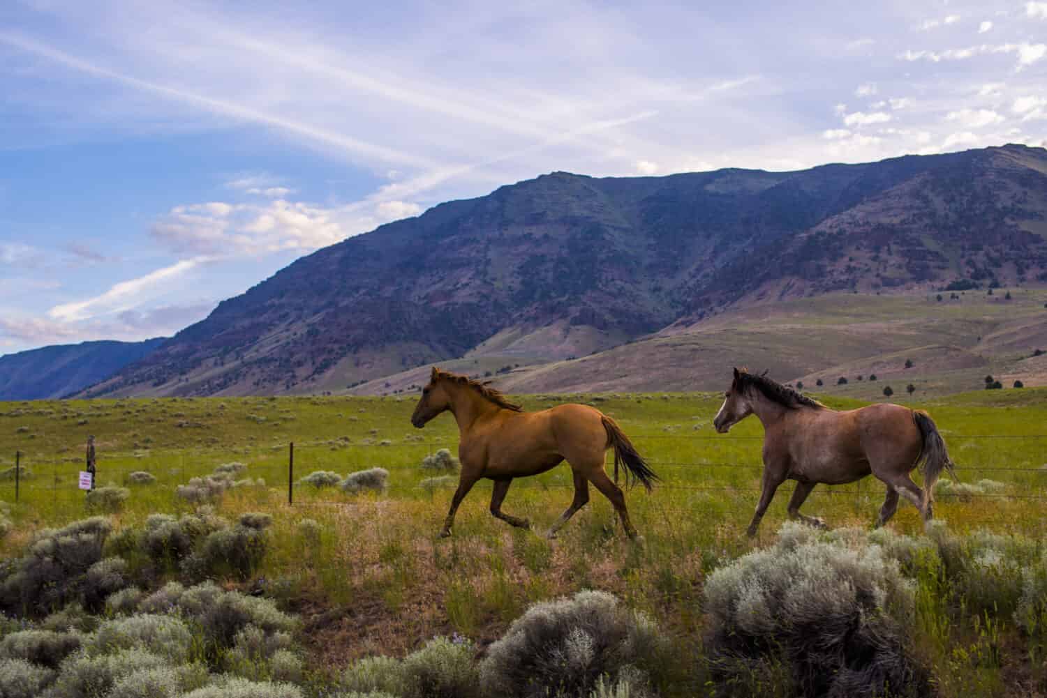 8 Places in America Where You Can Still See Wild Horses