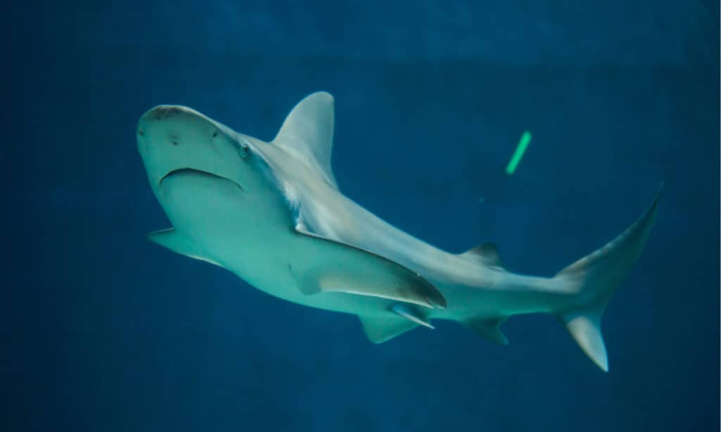 Terrifying Moment as a Paddleboard Fisherman Hooks a Shark as Long as the Board