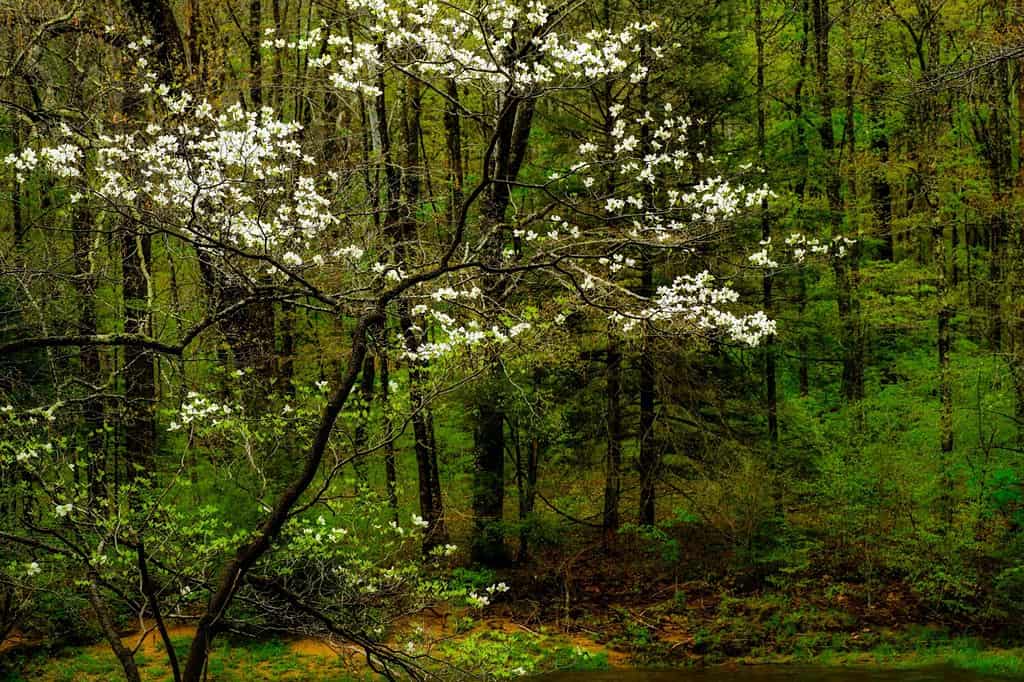 8 Reasons to Avoid Planting a Dogwood Tree in Your Yard