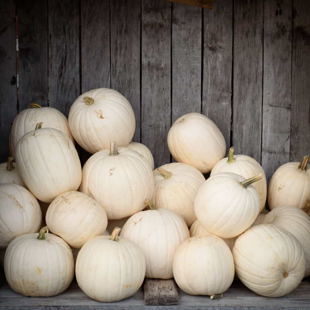 Explore the 10 Best Pumpkin Patches in Delaware To Experience Autumn