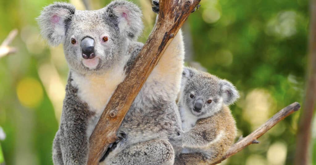 Male vs Female Koalas: 5 Key Differences