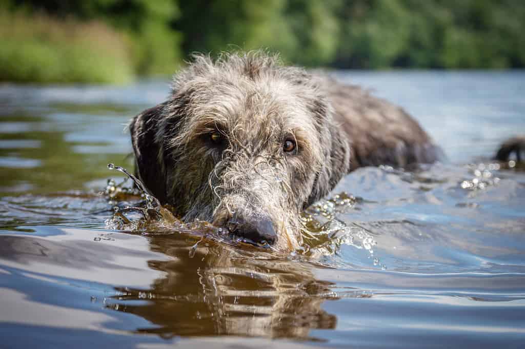 The 200 Best Italian Dog Names and Their Meanings