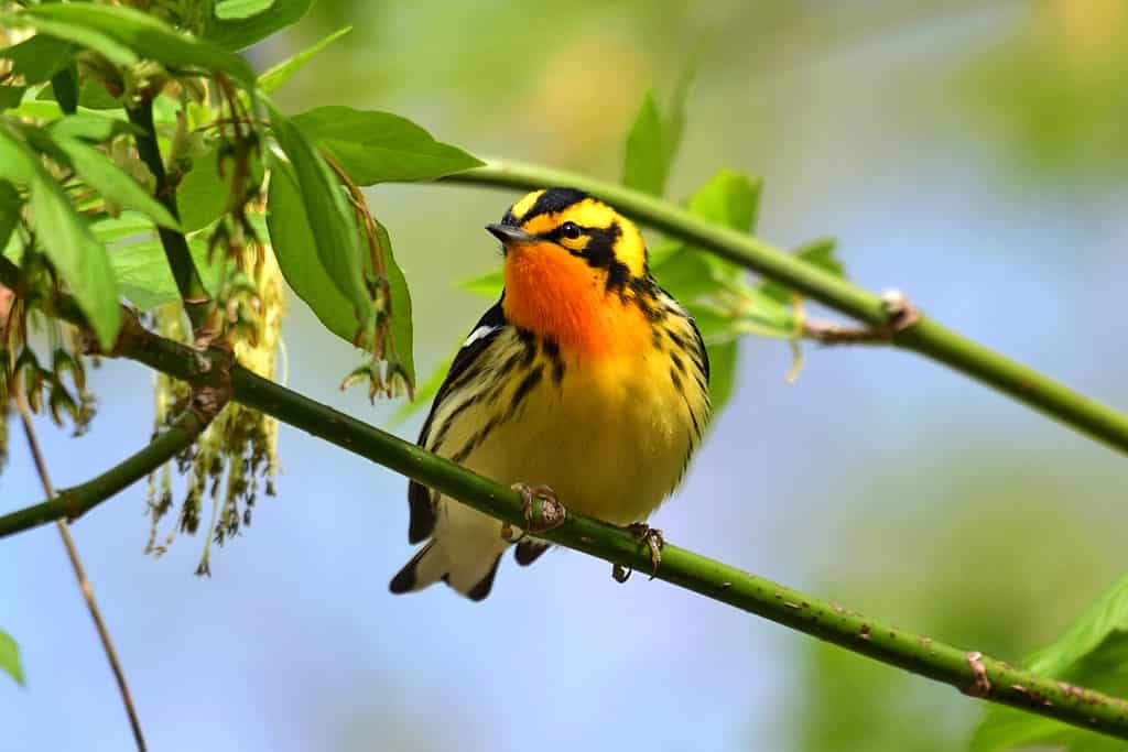 19 Birds With Orange Chests and Bellies: How to Properly Identify Each Kind