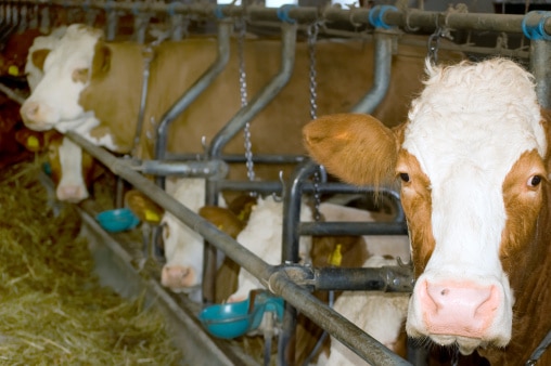 How Do Cows Sleep? 6 Ways They Get Shut-Eye