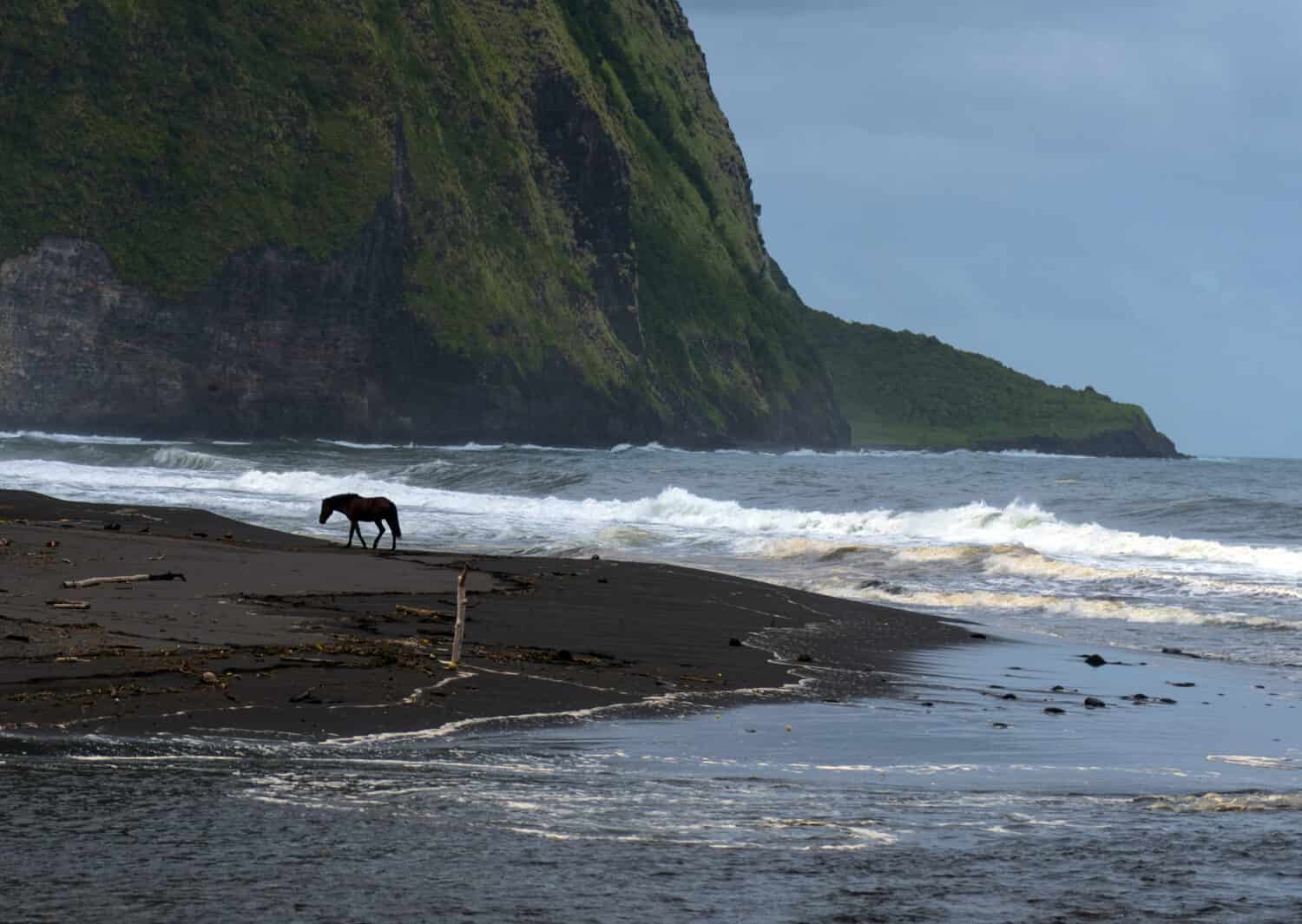 8 Places in America Where You Can Still See Wild Horses