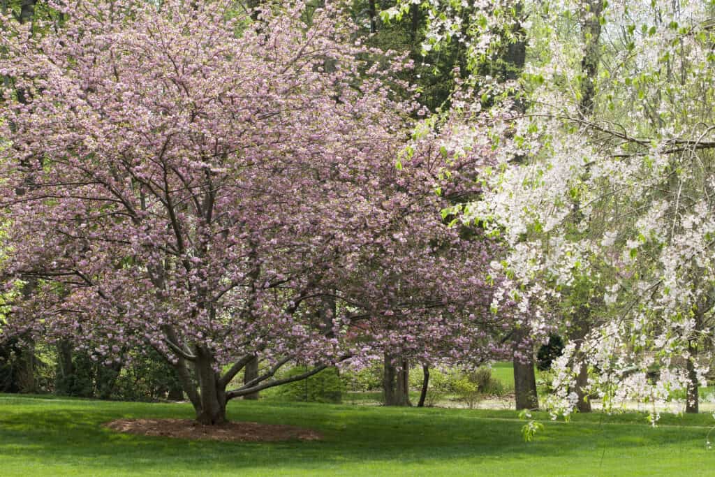 8 Reasons to Avoid Planting a Dogwood Tree in Your Yard