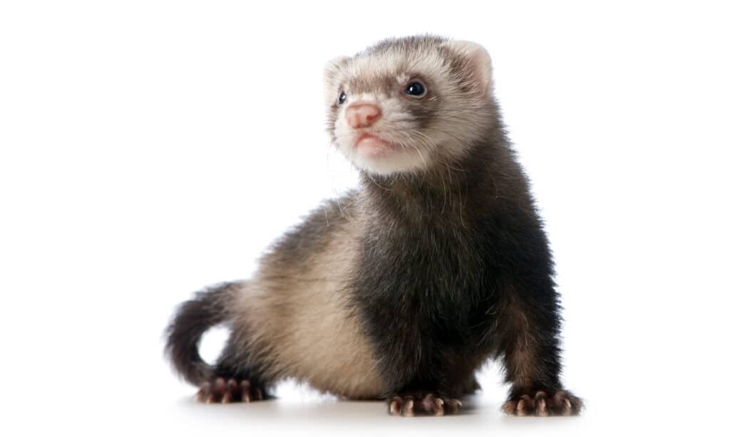 4 Cheapest Ferrets To Have as Pets