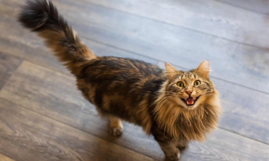 Do Cats Cry? Explore Different Meow Sounds and What They Mean