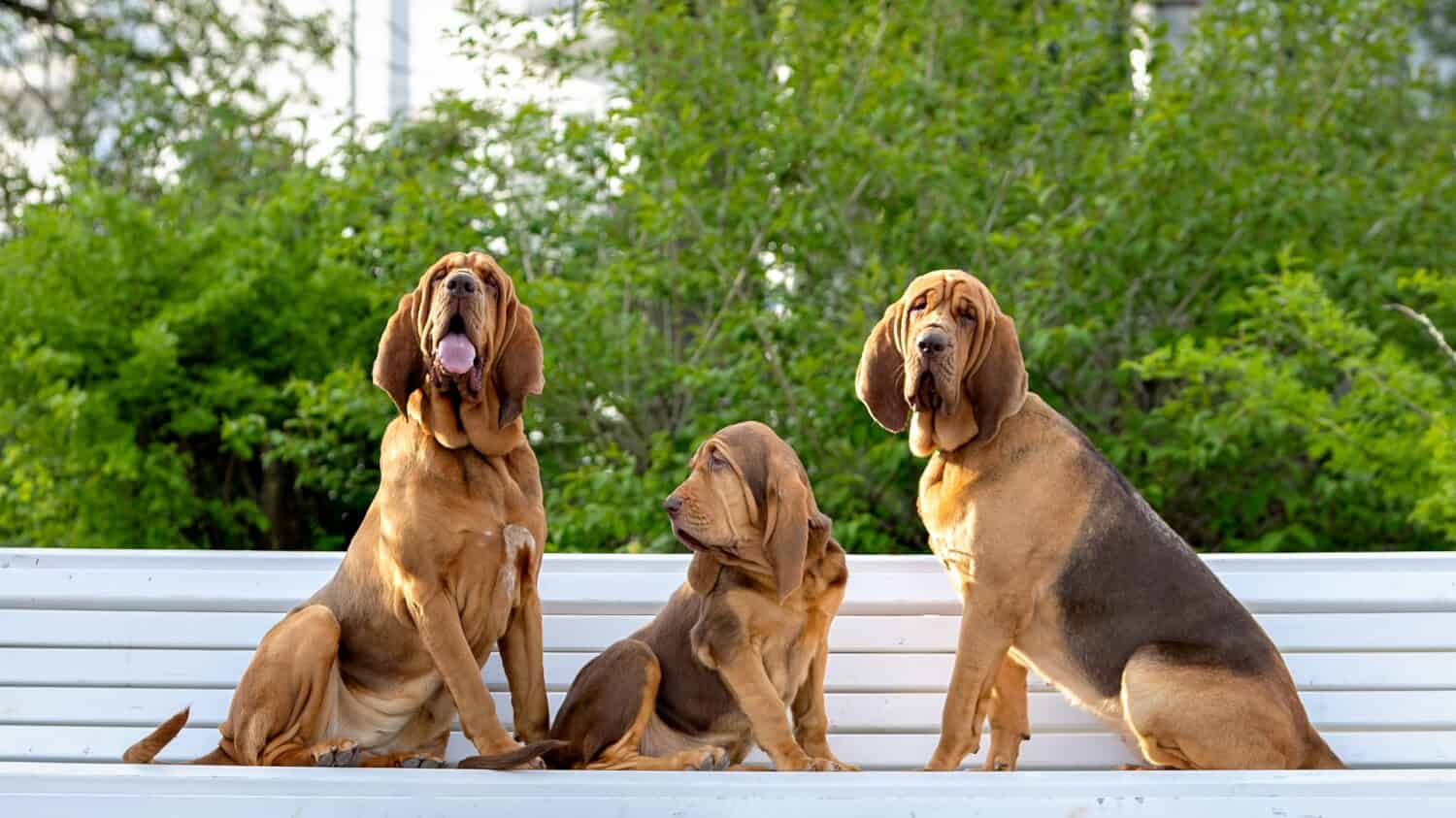 Bloodhound Prices in 2023: Purchase Cost, Vet Bills, and More!